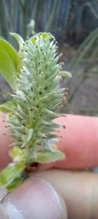 Salix caprea