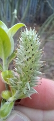 Salix caprea