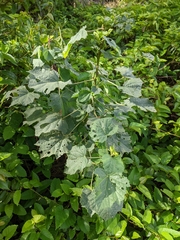 Hibiscus diversifolius