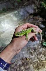 Diploderma slowinskii