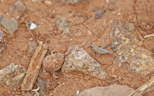 Fuerteventura Rock Grasshopper