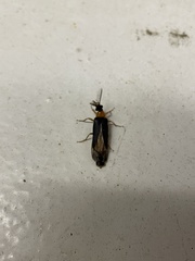 Zarhipis integripennis