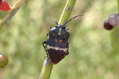 Aplerotus maculatus