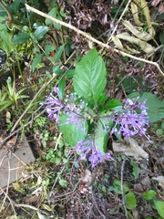 Plectranthus ecklonii