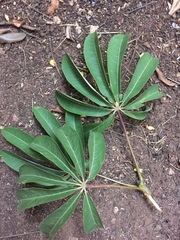 Rhodognaphalon brevicuspe