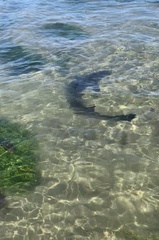 Triakis semifasciata
