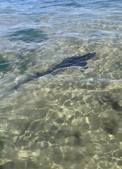 Triakis semifasciata