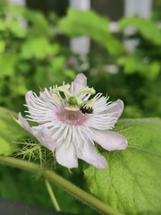 Passiflora foetida
