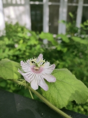 Passiflora foetida