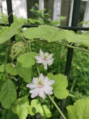 Passiflora foetida