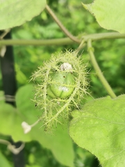 Passiflora foetida