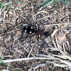 Dolichomutilla sycorax