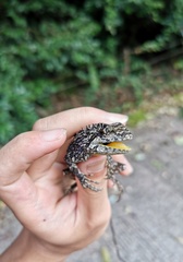 Diploderma chapaense