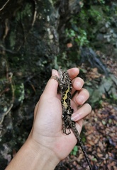 Diploderma chapaense