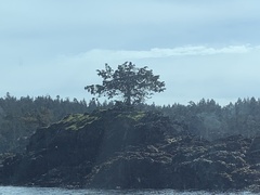 Juniperus maritima