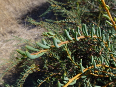 Acacia pinguifolia