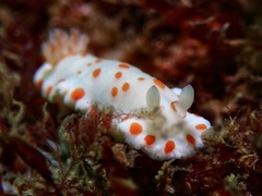 Goniobranchus tasmaniensis