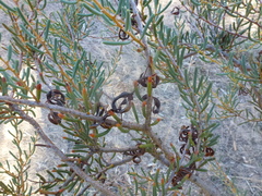 Acacia pinguifolia