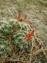 Coryphantha cornifera