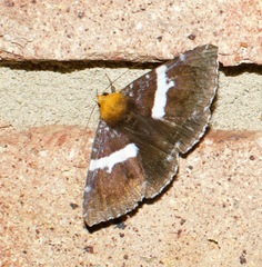 Buzara