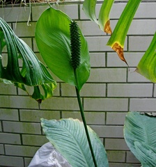 Spathiphyllum cochlearispathum
