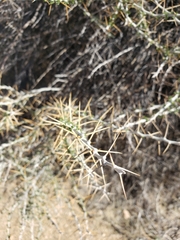 Tetradymia