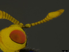 Bootanomyia