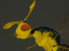 Bootanomyia