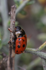 Gonioctena variabilis
