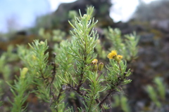 Senecio chachaniensis