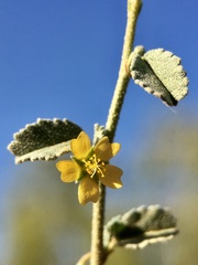 Sida intricata