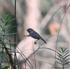 Acanthiza pusilla