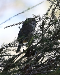 Acanthiza pusilla