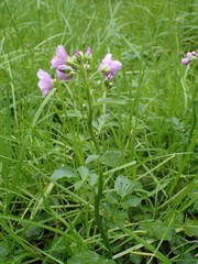 Cardamine raphanifolia