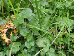 Cardamine raphanifolia