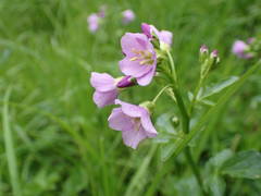 Cardamine raphanifolia