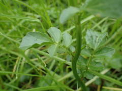 Cardamine raphanifolia