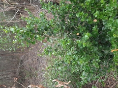 Vanguerieae
