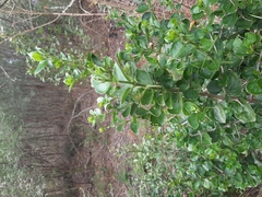 Vanguerieae