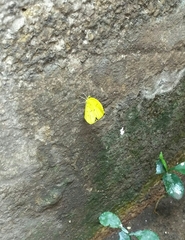 Eurema hecabe