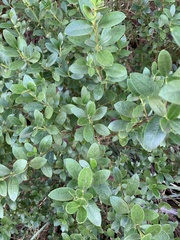 Alyxia buxifolia