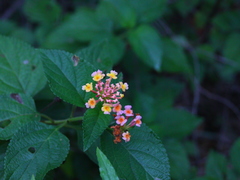 Lantana camara