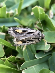 Proteuxoa passalota