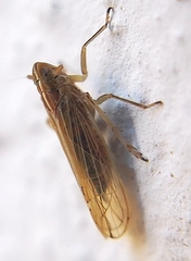 Stenocranus major