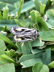 Proteuxoa passalota
