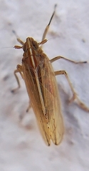 Stenocranus major