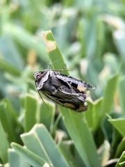 Proteuxoa passalota