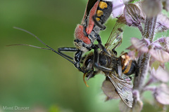Rhynocoris segmentarius