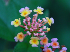 Lantana camara