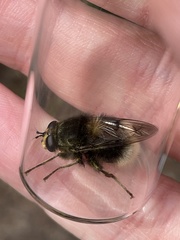 Criorhina ranunculi